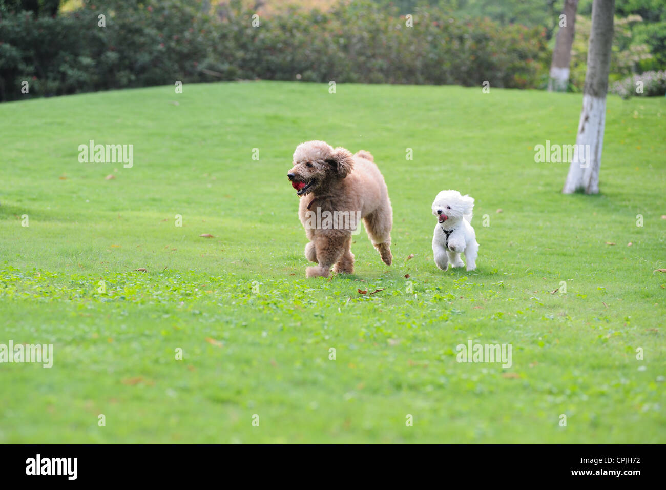 Two poodle dogs running on the lawn Stock Photo Alamy