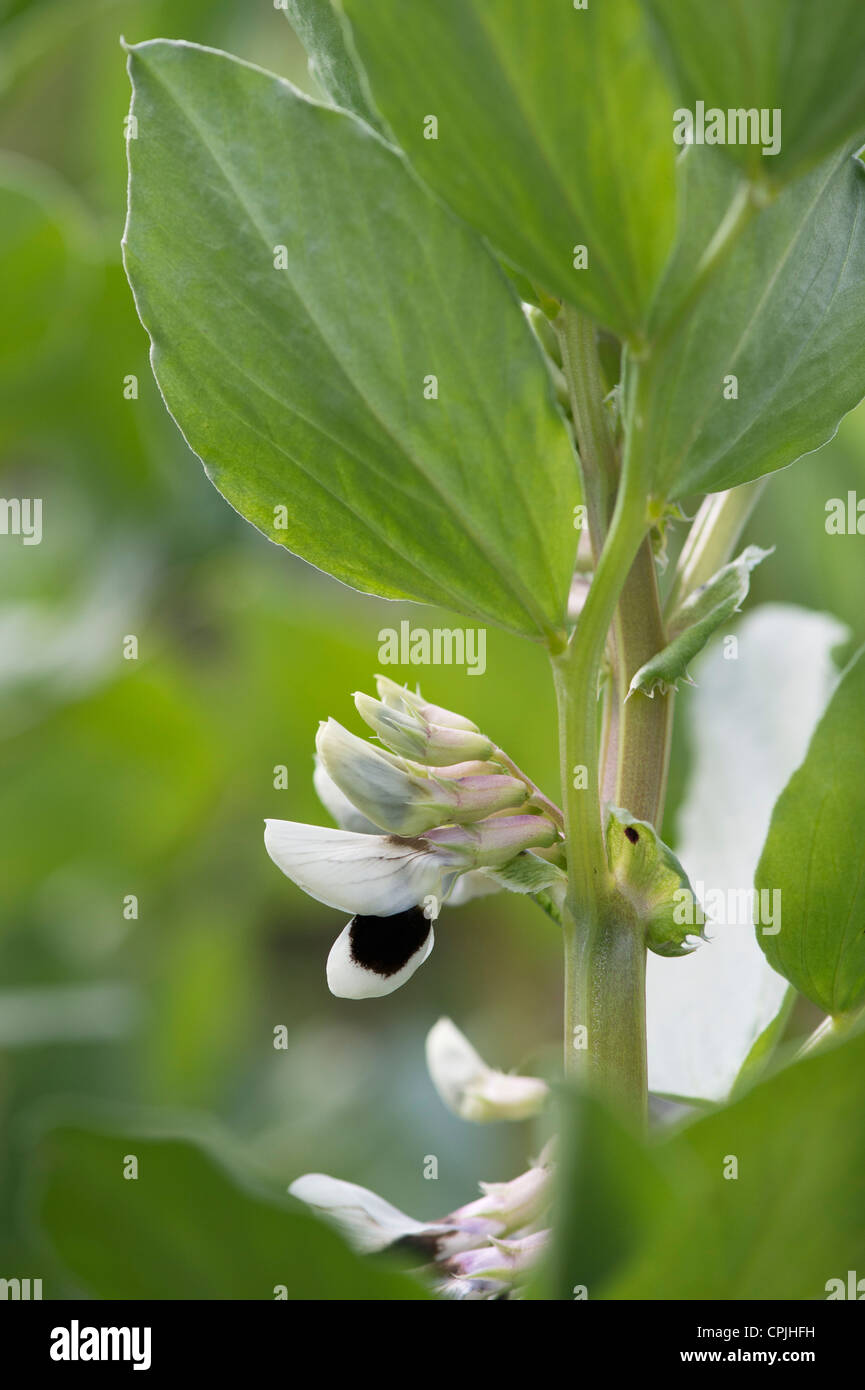 Vicia faba. Broad bean Witkiem Manita flowers in spring Stock Photo