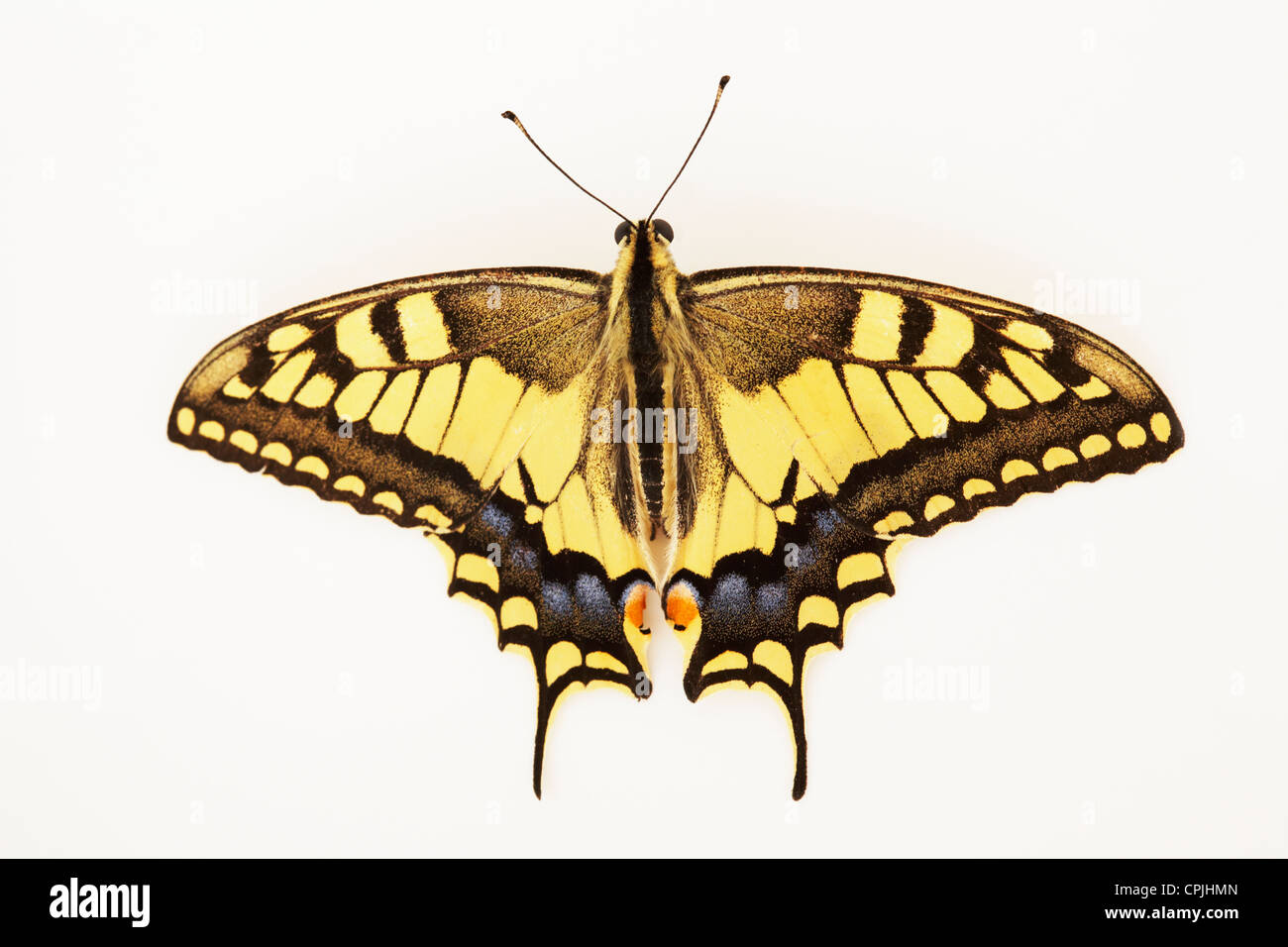 Swallowtail Butterfly isolated on white background Stock Photo