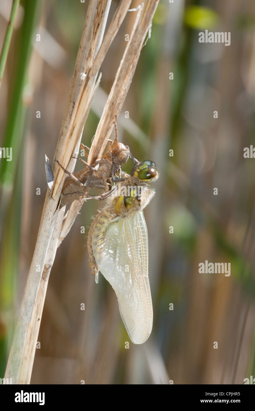 Four-spotted Chaser Dragonfly, Libellula quadrimaculata hatching from ...