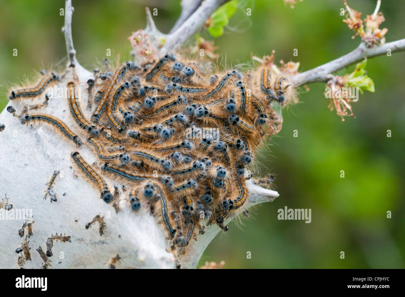 Mass of Lackey Moth caterpillars in their silk tent, Dungeness RSPB, Kent, England, UK Stock Photo