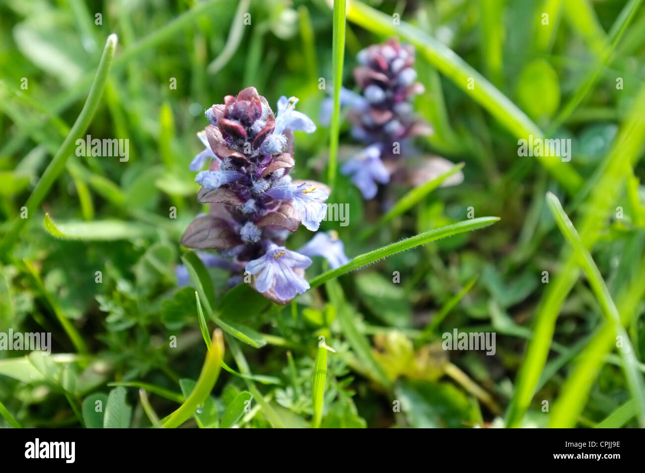 Prunella Vulgaris wild flower Stock Photo
