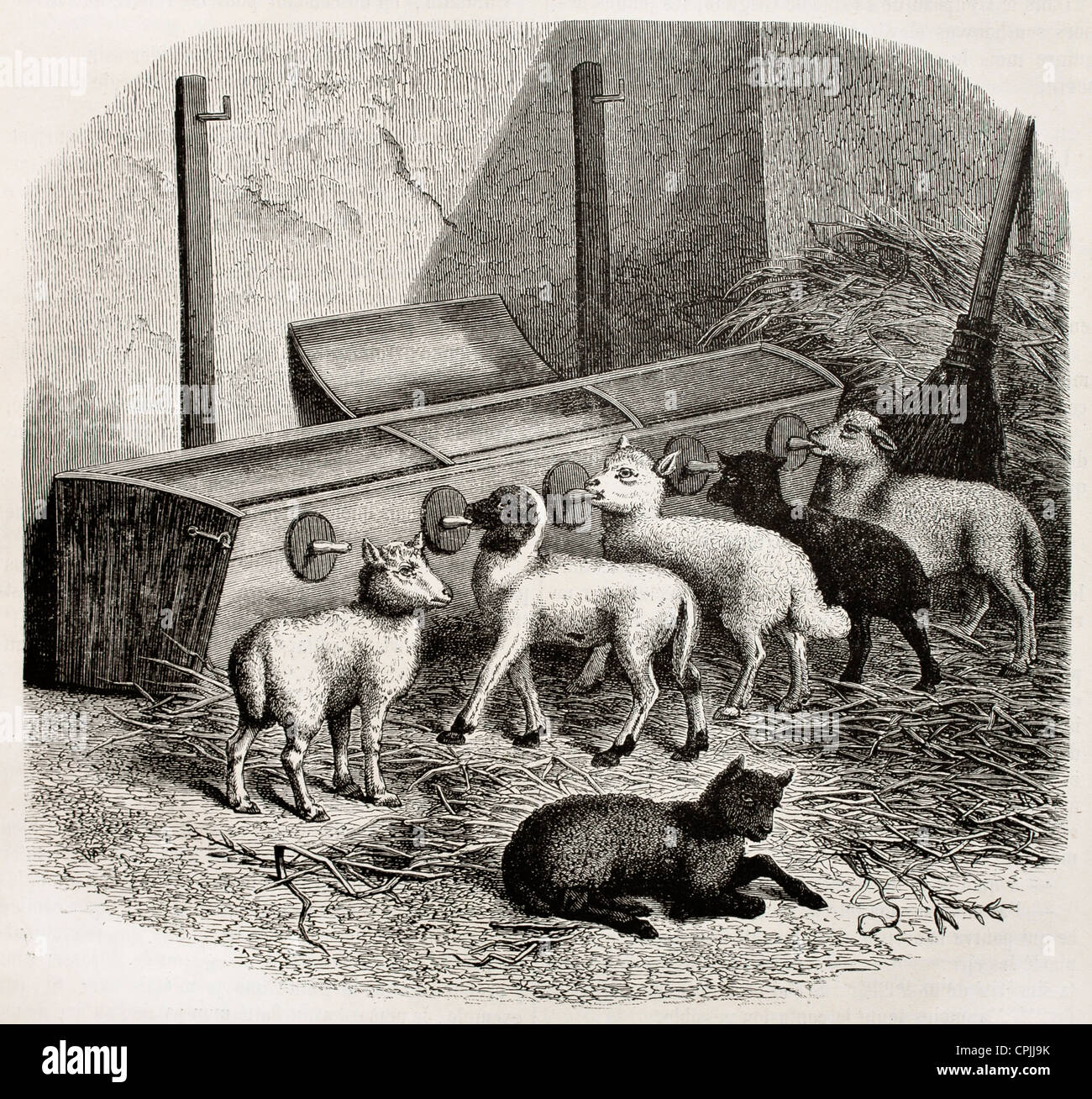 Lambs milk feeding in a stable, old illustration Stock Photo