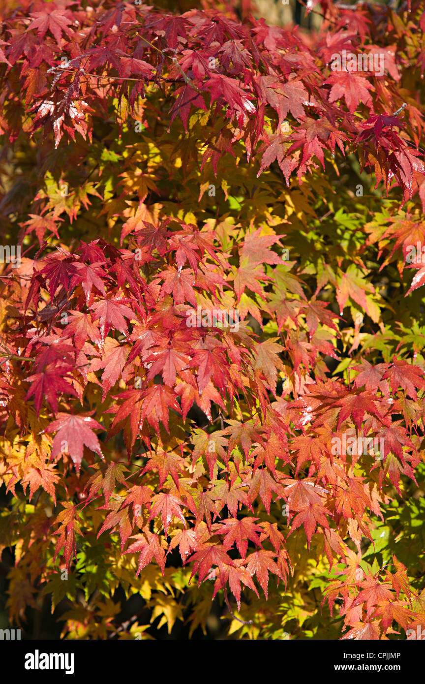 Acer leaves turning red Wales, UK Stock Photo Alamy