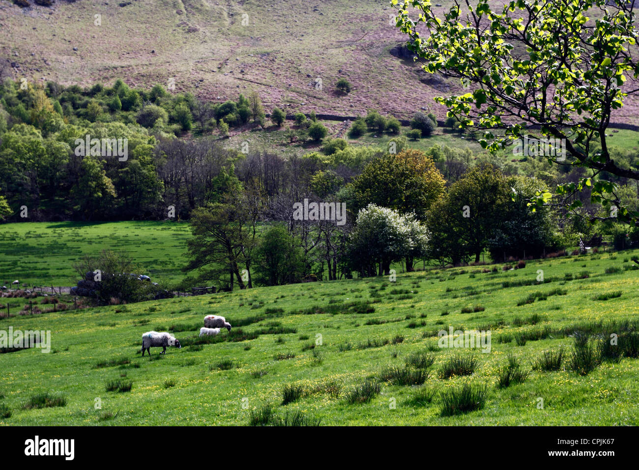 Sheep and countryside on the way up to Selside Pike in the Lake District national park, Cumbria. Stock Photo