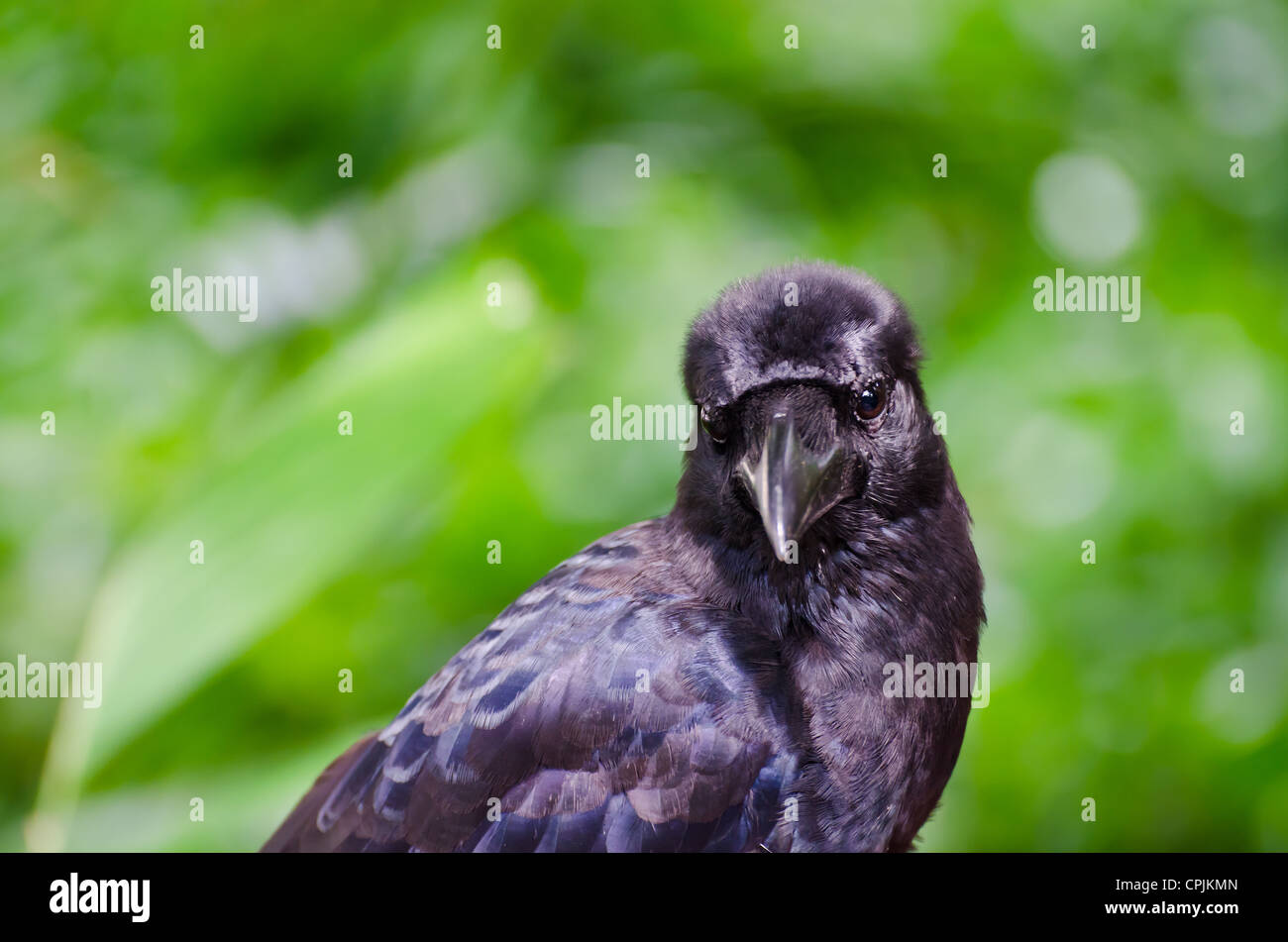 Scientific name Corvus macrorhynchos, is a large, all-black passerine bird. Stock Photo