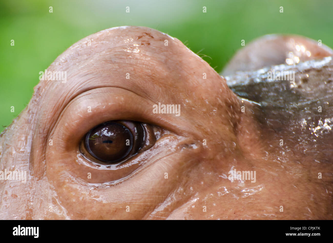 Глаза бегемота. Глаза бегемота. Бегемот фото. Глаза бегемота. Глаза бегемота.