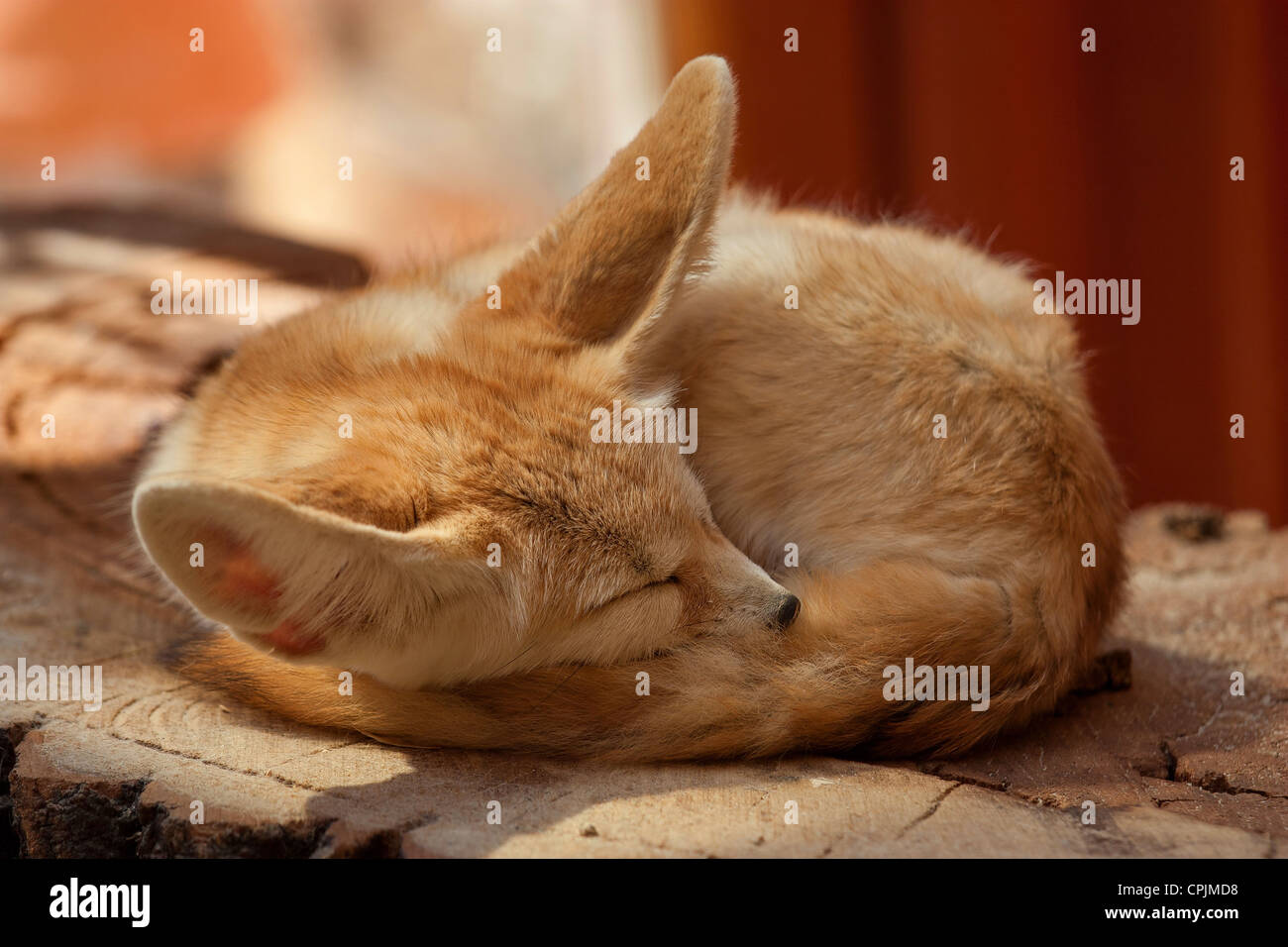 Desert fox is sleeping. Stock Photo