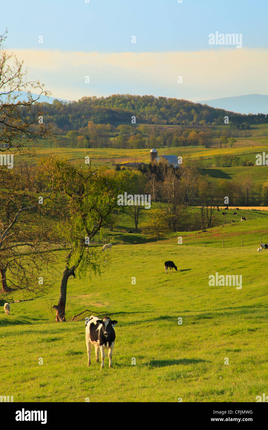 Young Holsteins on farm in Arborhill, Shenandoah Valley, Virginia, USA