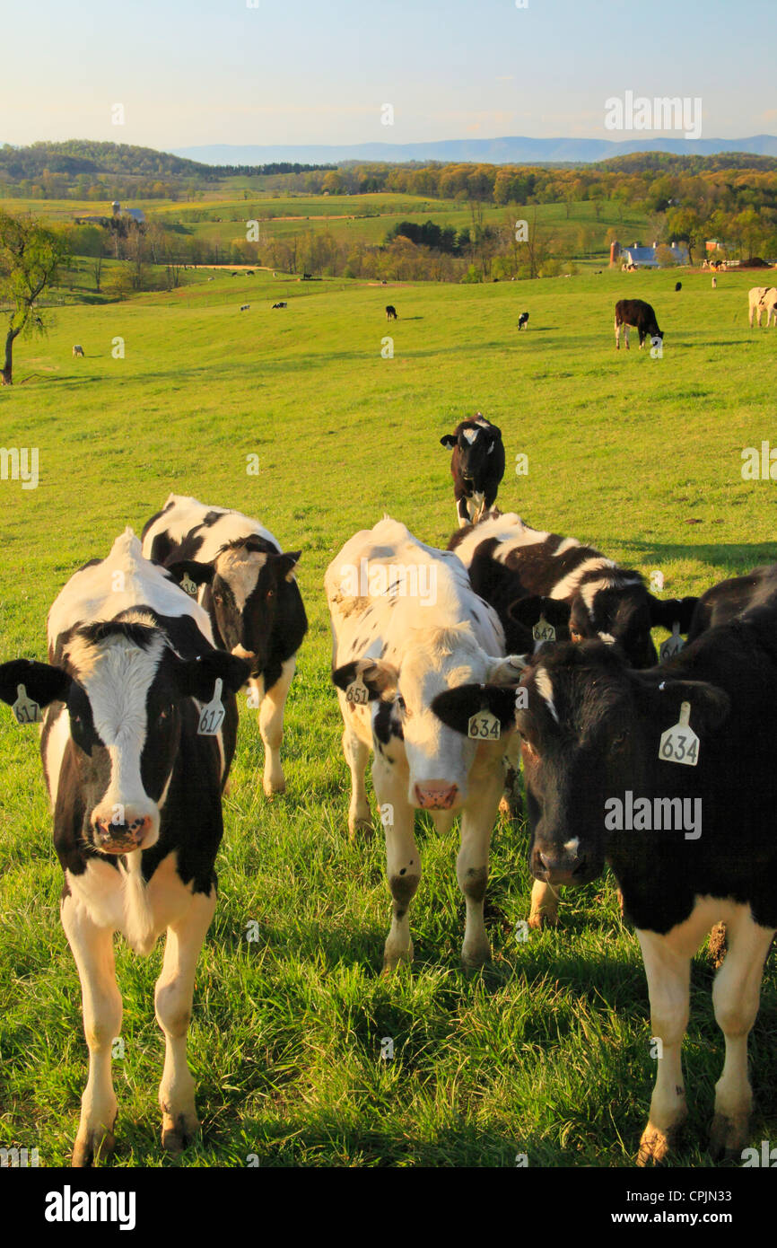 Young Holsteins on farm in Arborhill, Shenandoah Valley, Virginia, USA Stock Photo
