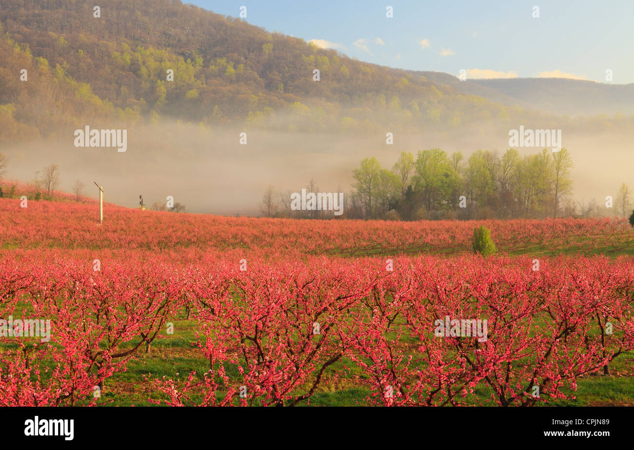 Blooming Peach Orchard, Crozet, Virginia, USA Stock Photo Alamy