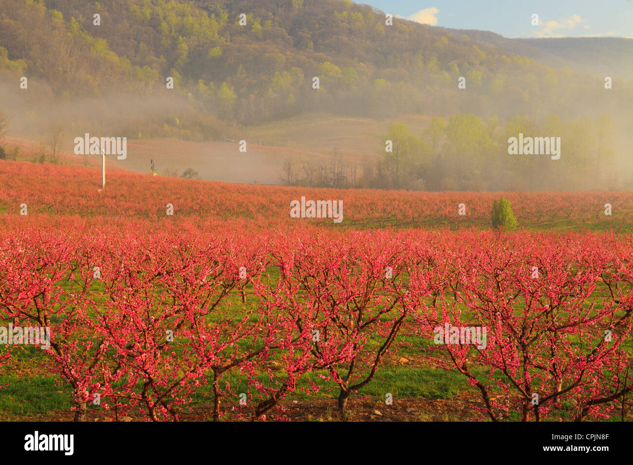 Blooming Peach Orchard, Crozet, Virginia, USA Stock Photo Alamy