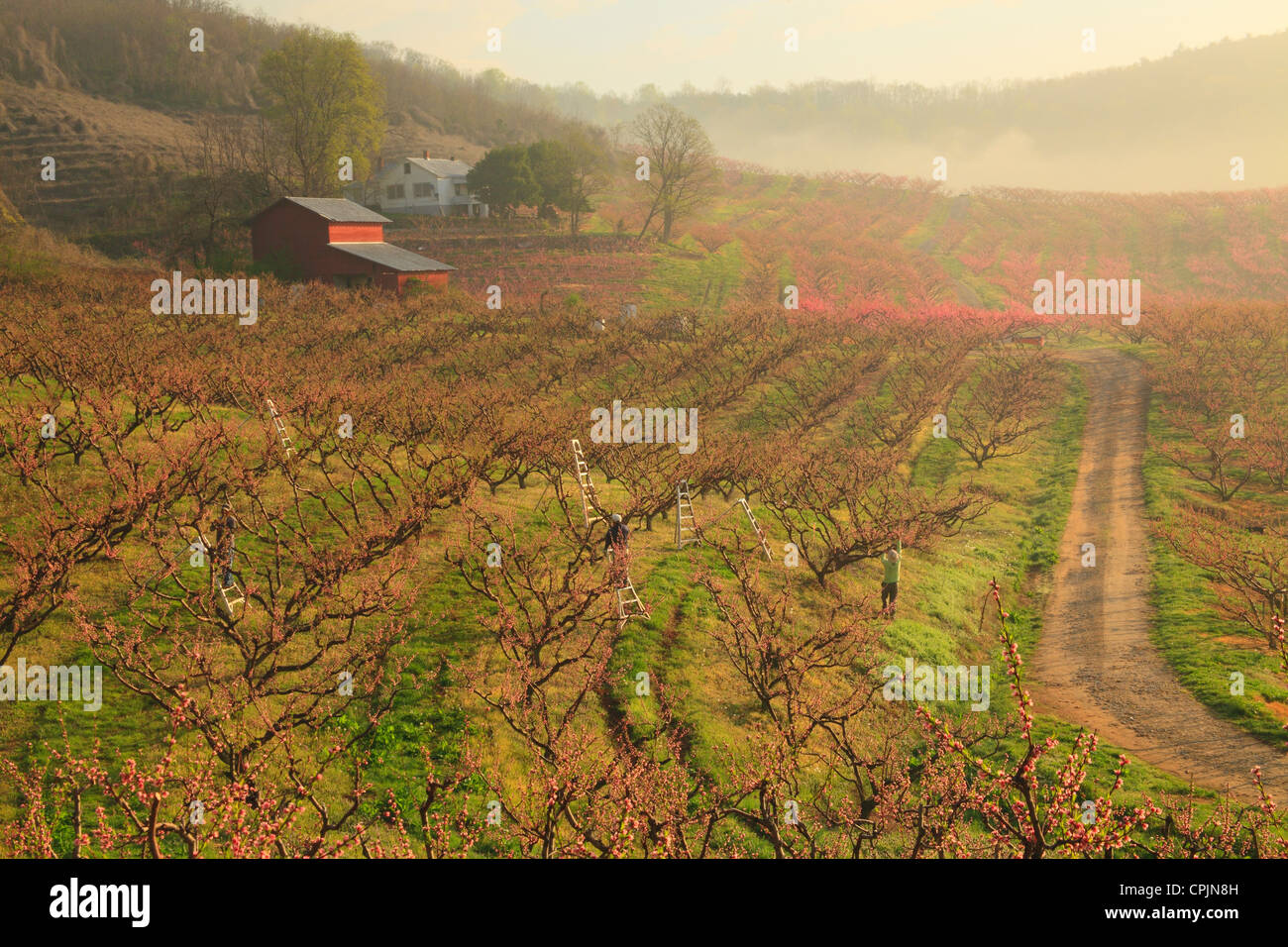 Trimming Peach Trees in Blooming Peach Orchard, Crozet, Virginia, USA