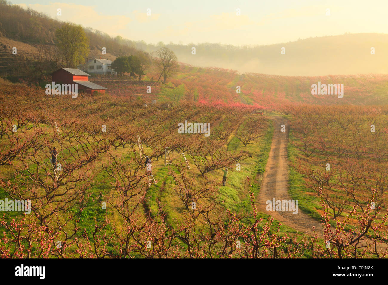 Trimming Peach Trees in Blooming Peach Orchard, Crozet, Virginia, USA