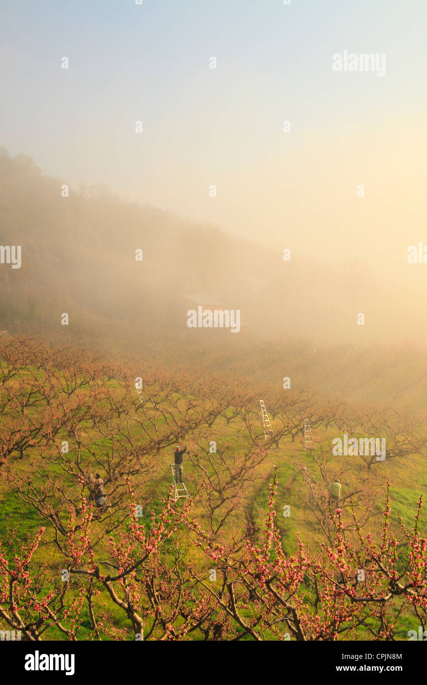 Peach trees in orchard hi-res stock photography and images - Alamy