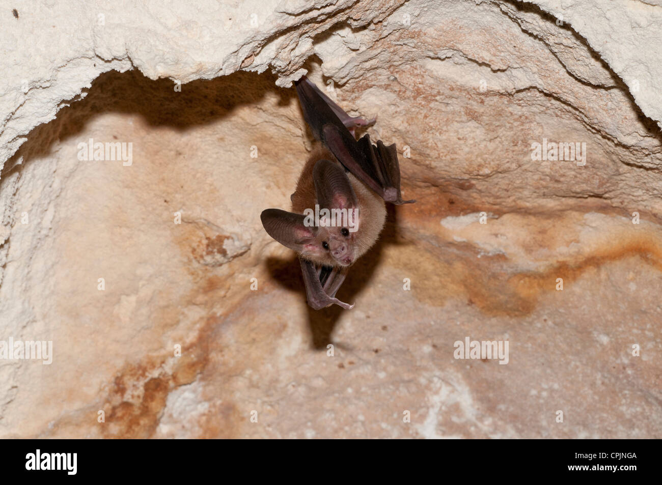 Stock photo of a waterhouse's leaf-nosed back hanging from the ceiling of a cave. Stock Photo