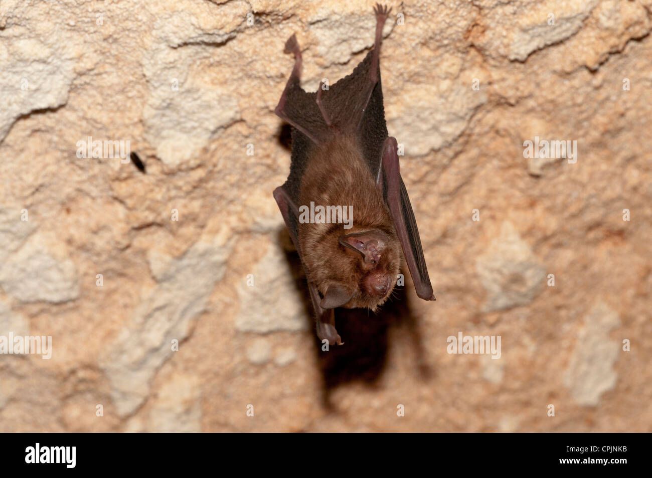 Stock photo of a Bahamian lesser funneleared bat hanging in a cave