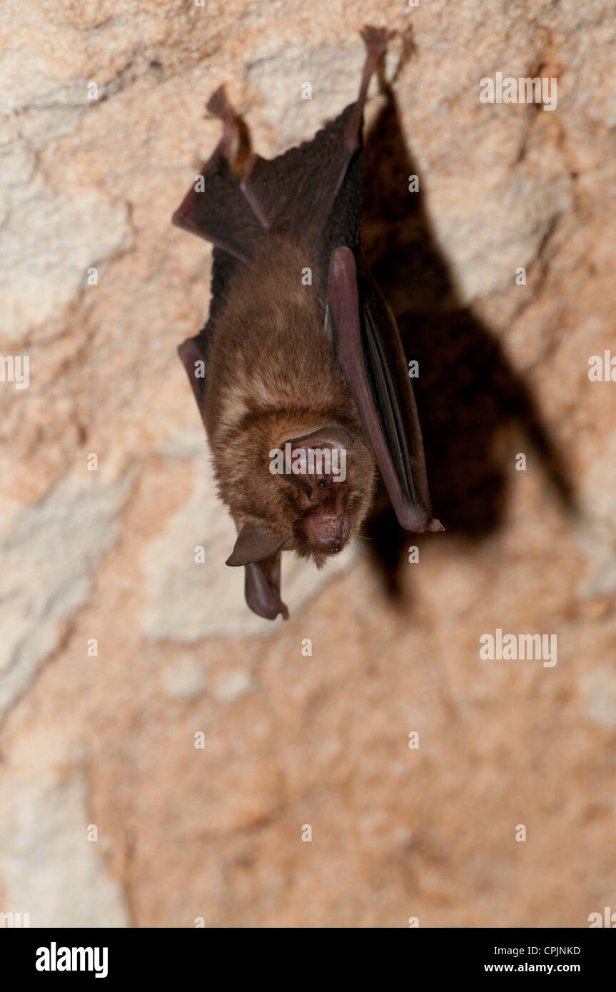 Stock photo of a Bahamian lesser funneleared bat hanging in a cave