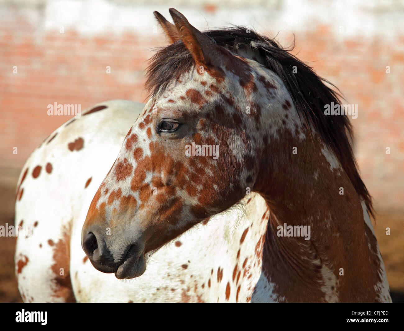 Appaloosa hi-res stock photography and images - Alamy