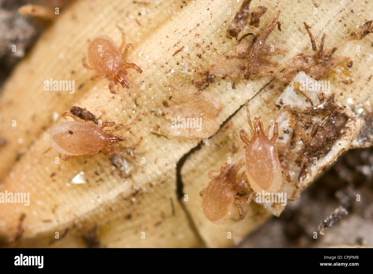 Predatory mite - Hypoaspis - which feed on thrips and fungus gnat  larvae Stock Photo