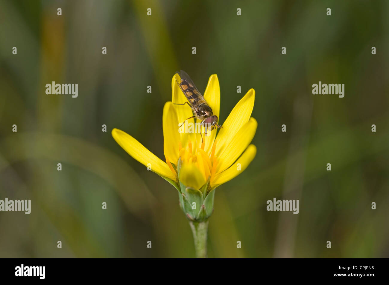 Yam daisy hires stock photography and images Alamy