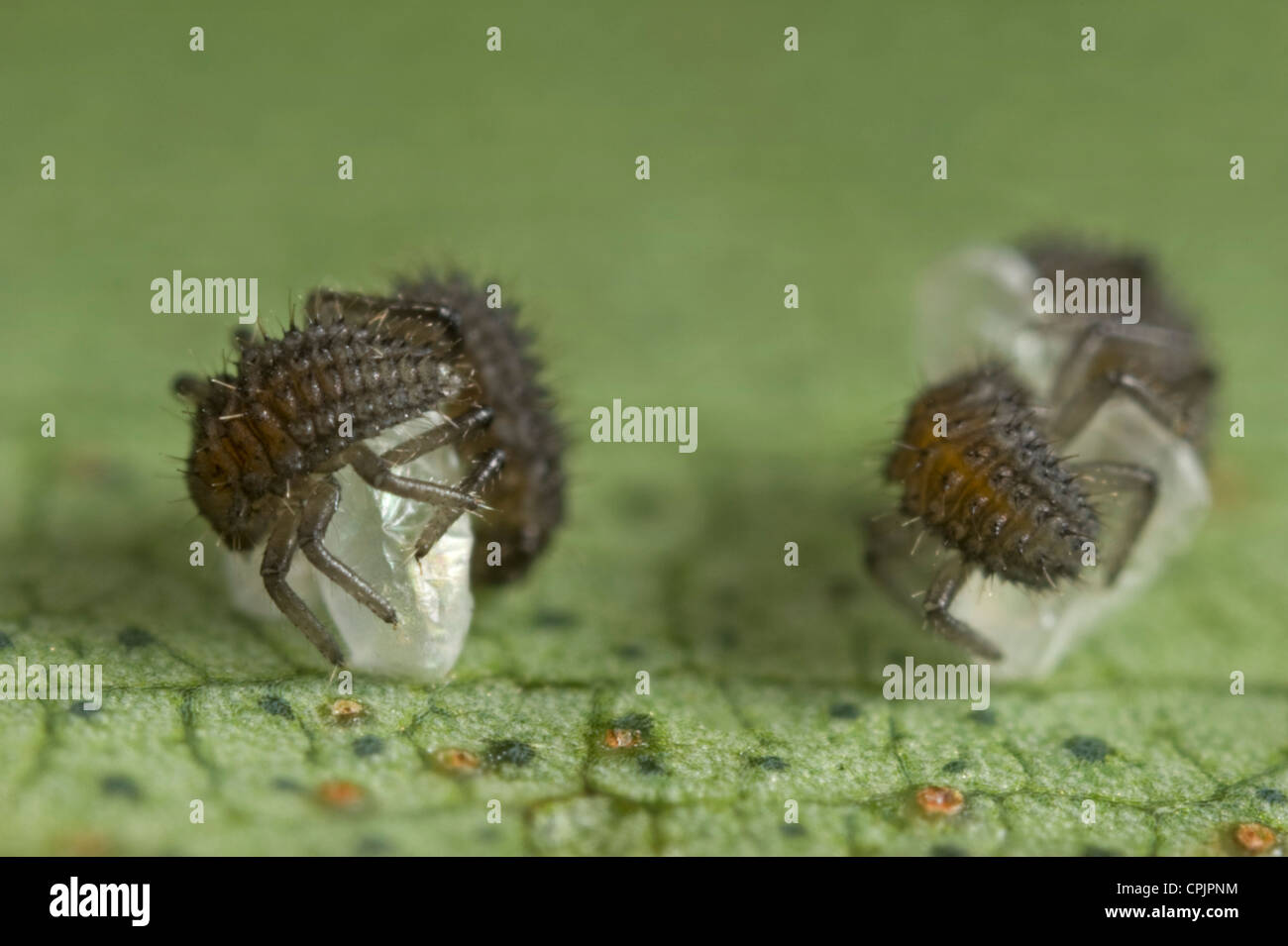 Newly hatched ladybird larvae clinging to their eggs Stock Photo