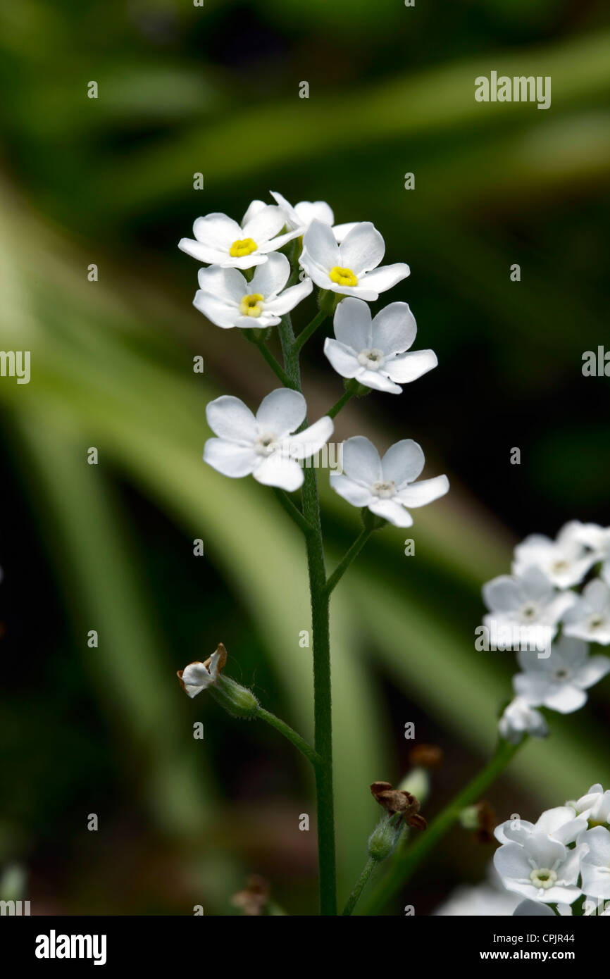 White forget-me-not Myosotis Stock Photo