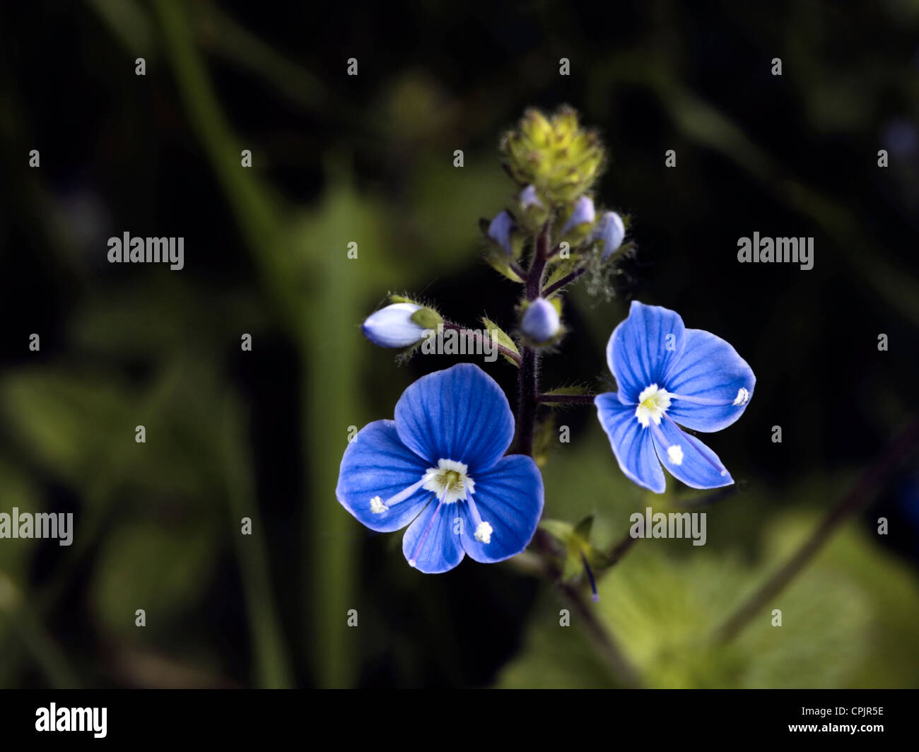 Germander speedwell Veronica chamaedrys Stock Photo Alamy