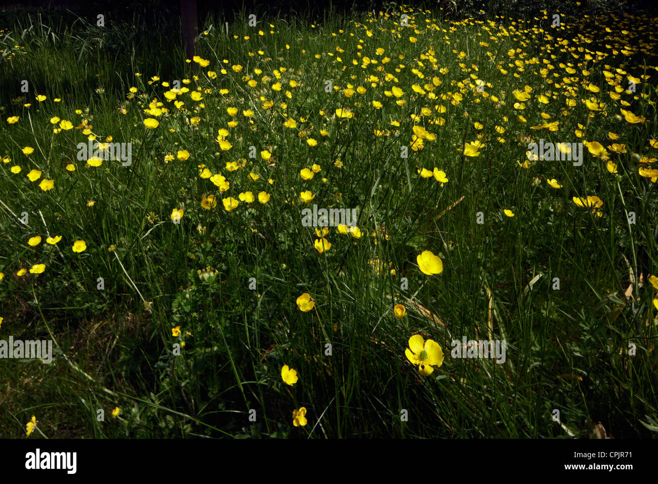 Wildflower meadow of creeping buttercup Ranunculus repens Stock Photo ...