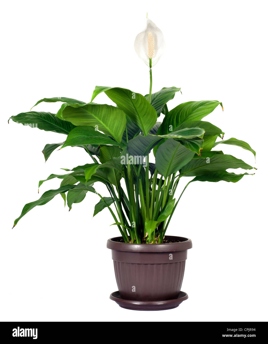 Houseplant - Spathiphyllum floribundum (Peace Lily). White Flower isolated on white background Stock Photo