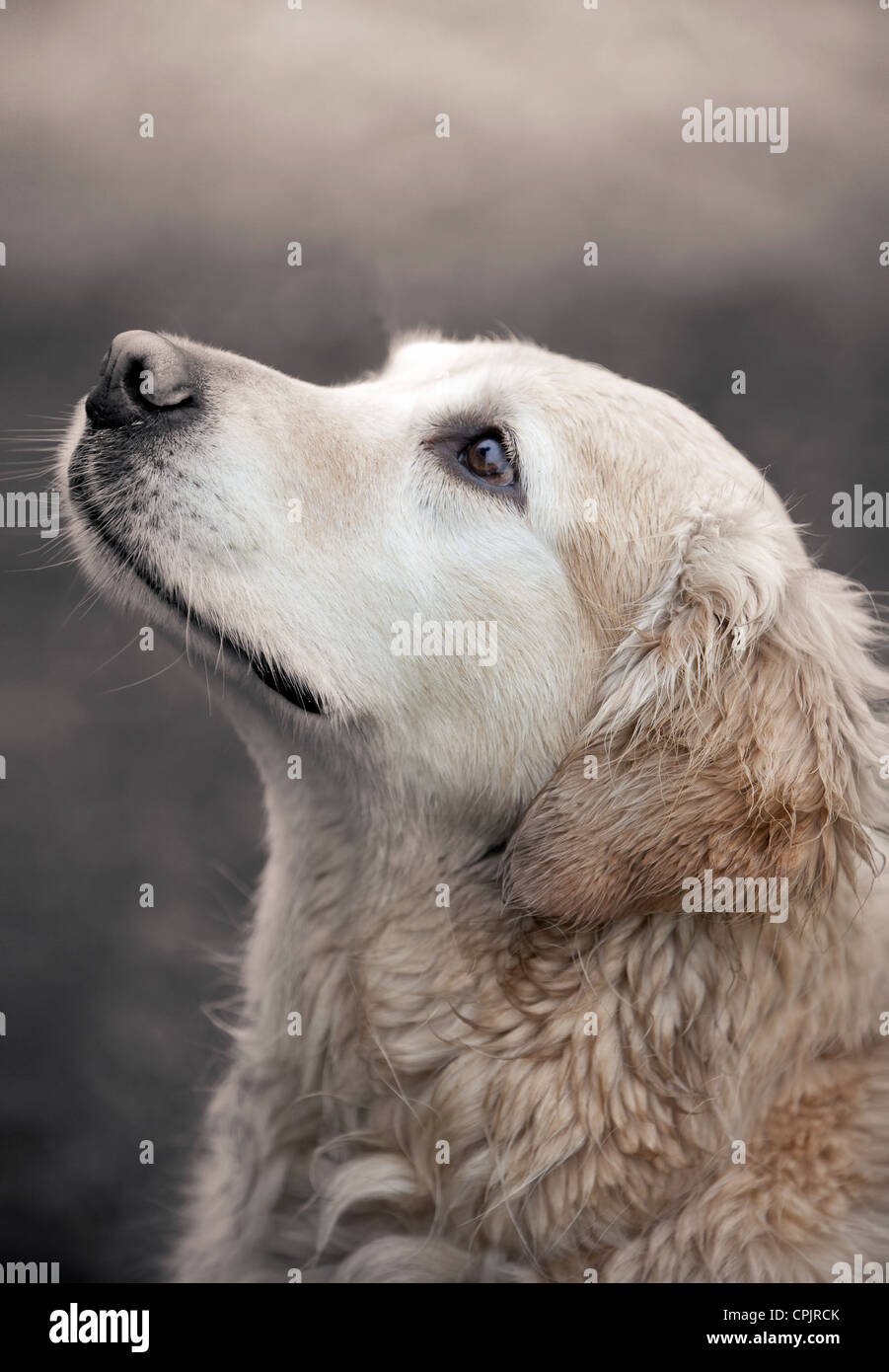 Golden Retriever posed sitting shot from side. Stock Photo