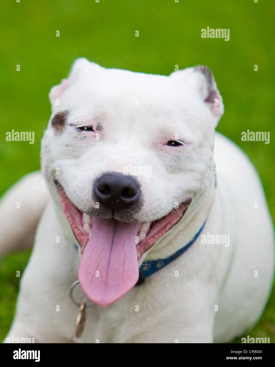 Staffie coat hi-res stock photography and images - Alamy