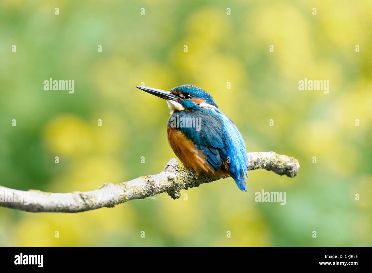 Male Kingfisher perching, Alcedo atthis. Stock Photo