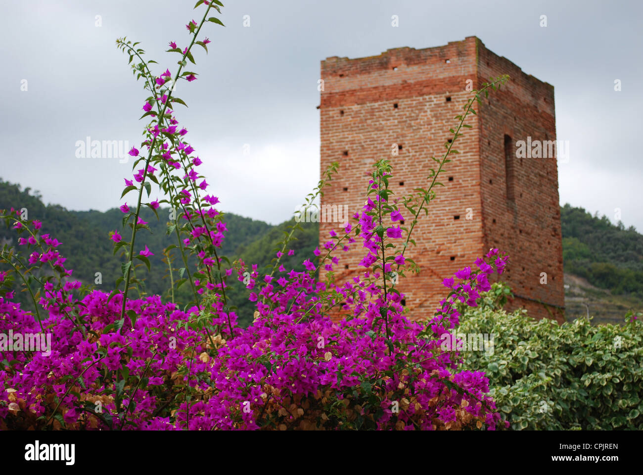 Medieval tower and bougainvillea, Noli village, Liguria, Italy Stock Photo