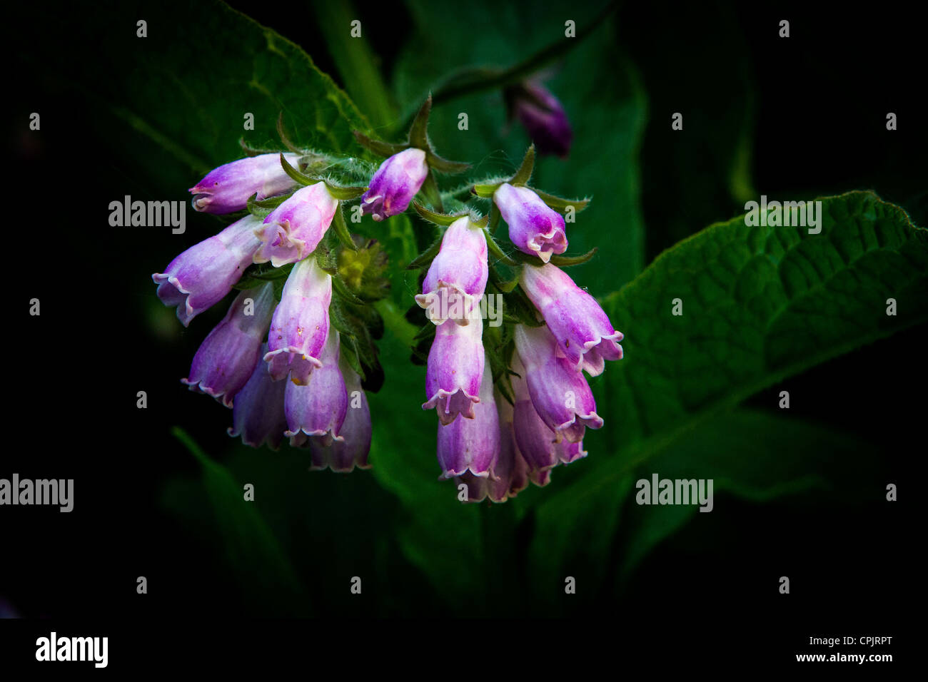 Close up of comfrey growing wild in the countryside Stock Photo