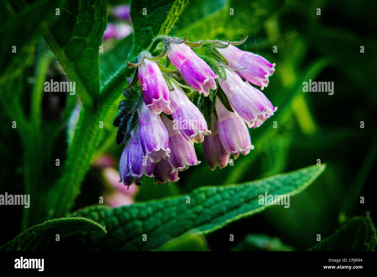 Close up of comfrey growing wild in the countryside Stock Photo