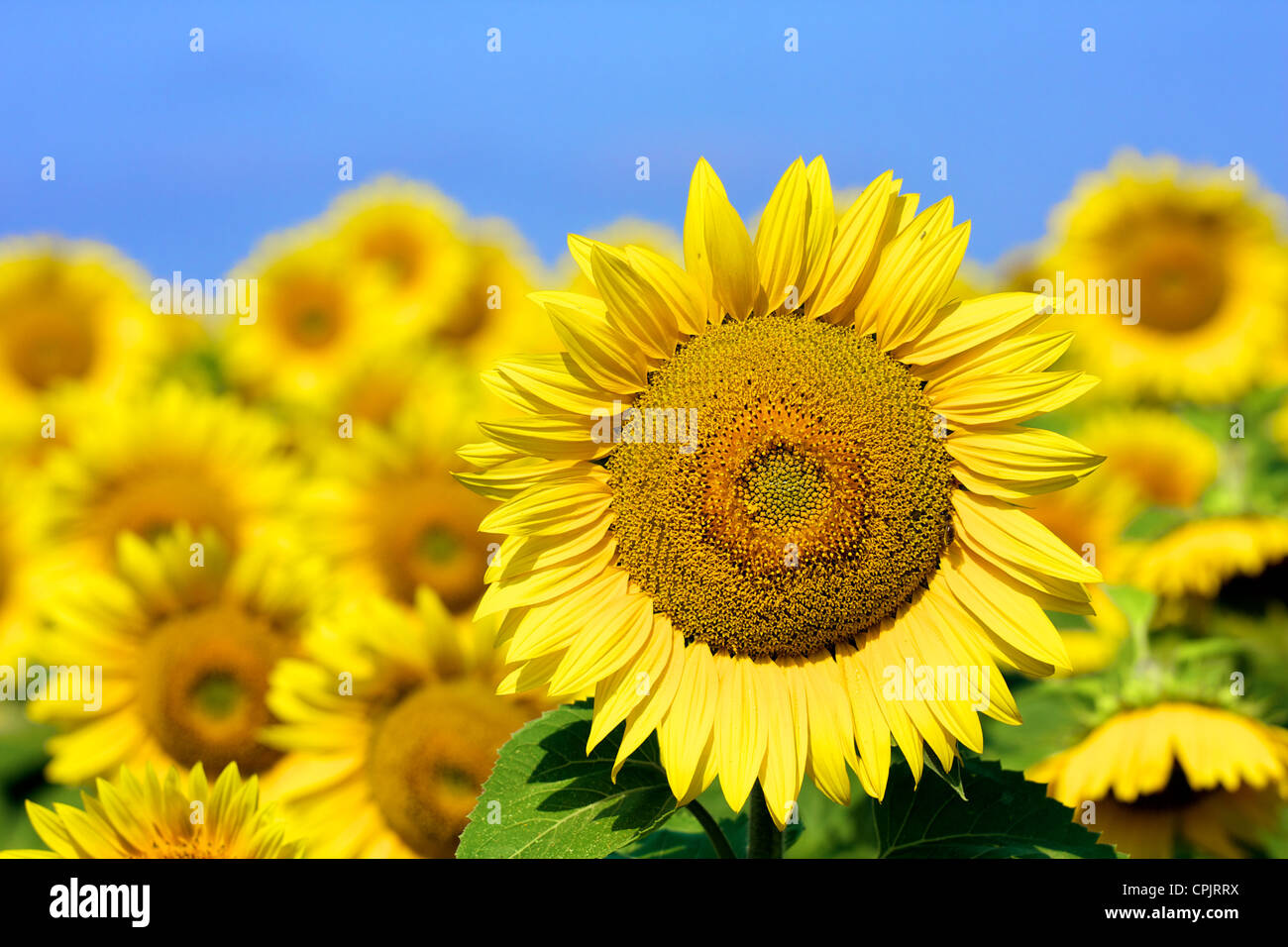 Sunflowers hi-res stock photography and images - Alamy