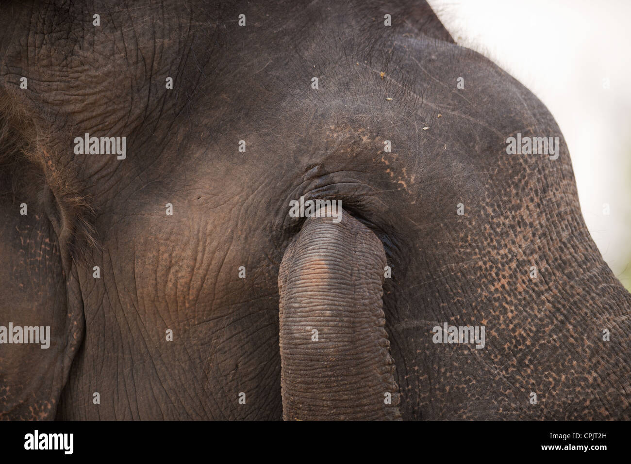 An captive Asian bull Elephant rubs his eye in Bandhavgarh National Park, India Stock Photo