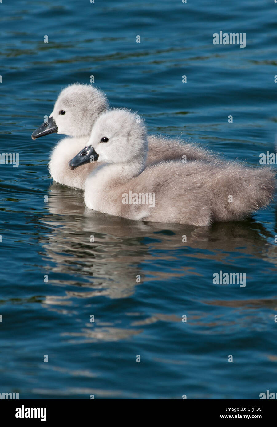 royal baby little swan 18