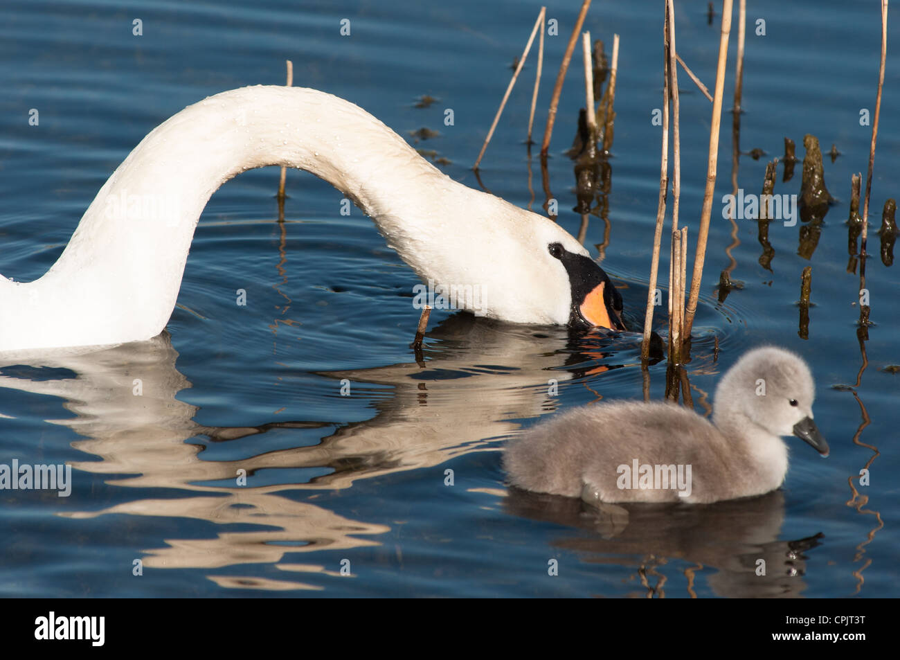 Baby Swan (cygnet) only 2 days old seen in Cambourne, Cambridgeshire. UK. Stock Photo