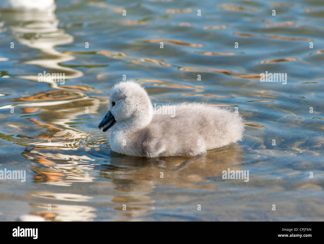 Baby Swan Signet Only 2 Days Old Looks At Mum S Reflection In Water Cambourne Cambridgeshire Uk Stock Photo Alamy
