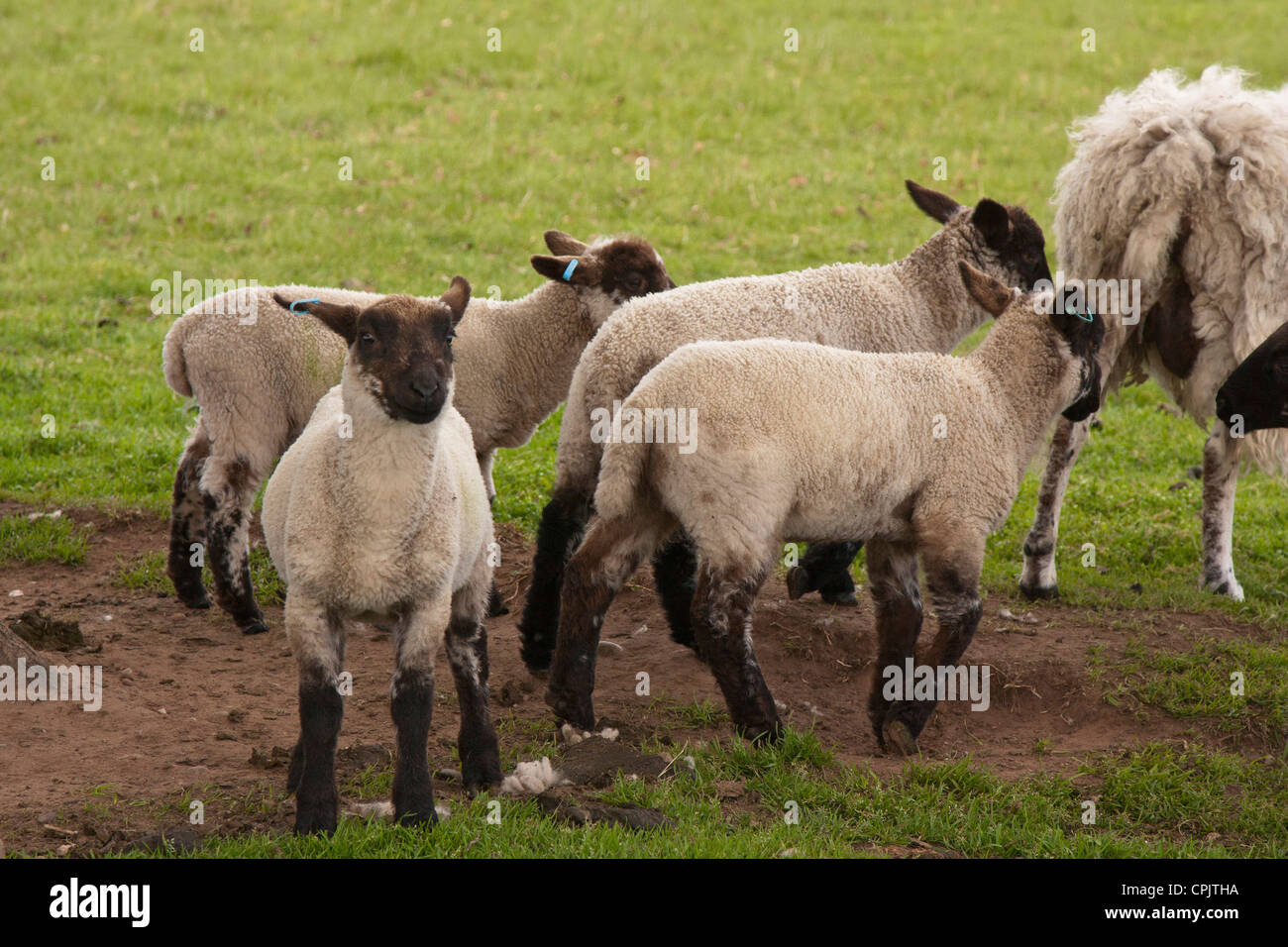 An image taken at Boscobel House, Shropshire, where King Charles II hid