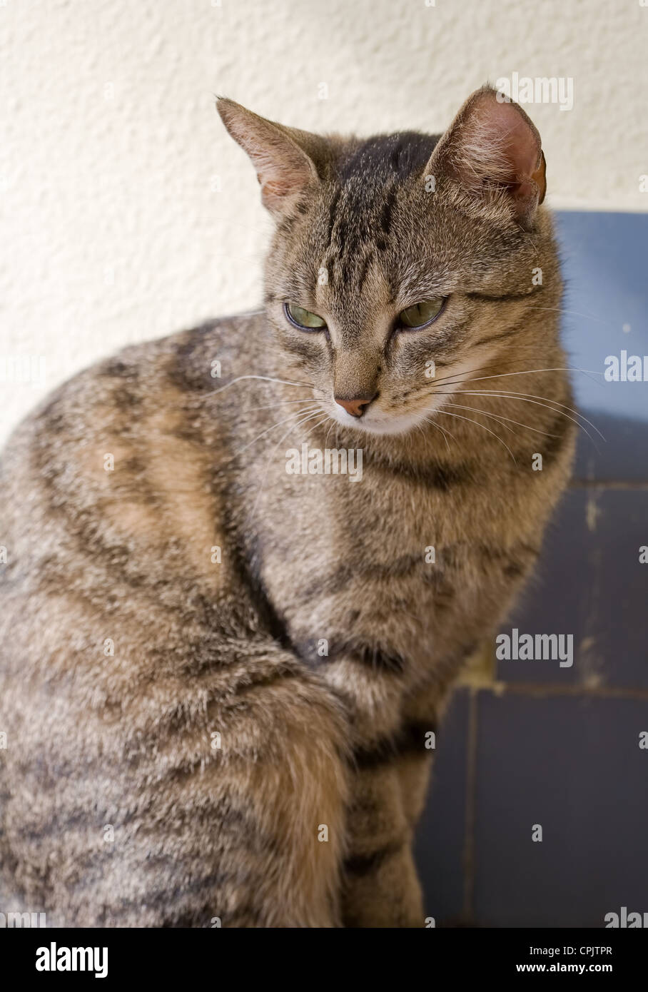 Mackerel tabby cat hires stock photography and images Alamy
