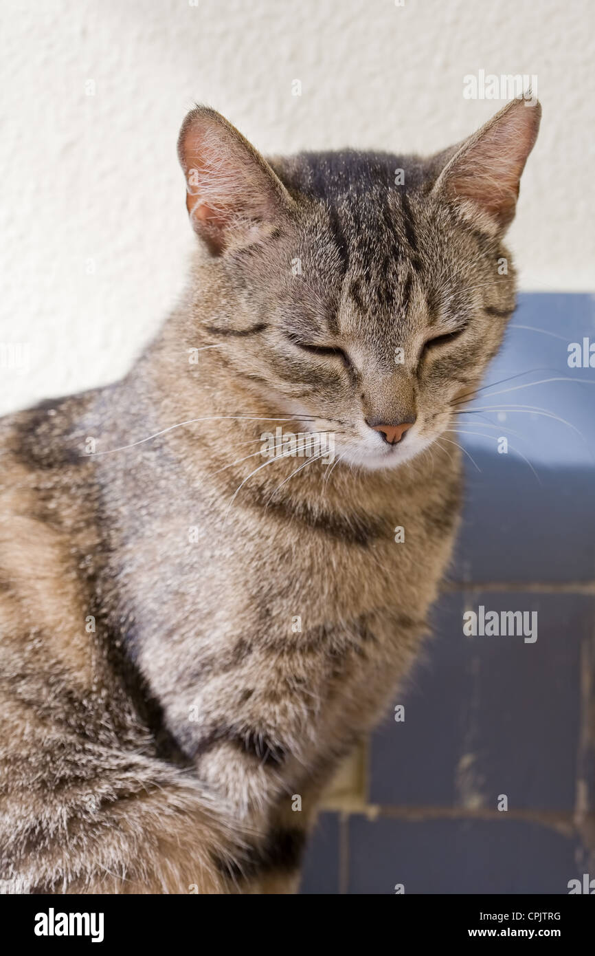 Mackerel tabby cat hires stock photography and images Alamy