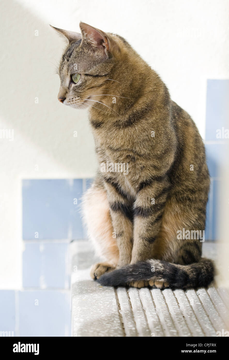 Mackerel tabby cat hires stock photography and images Alamy