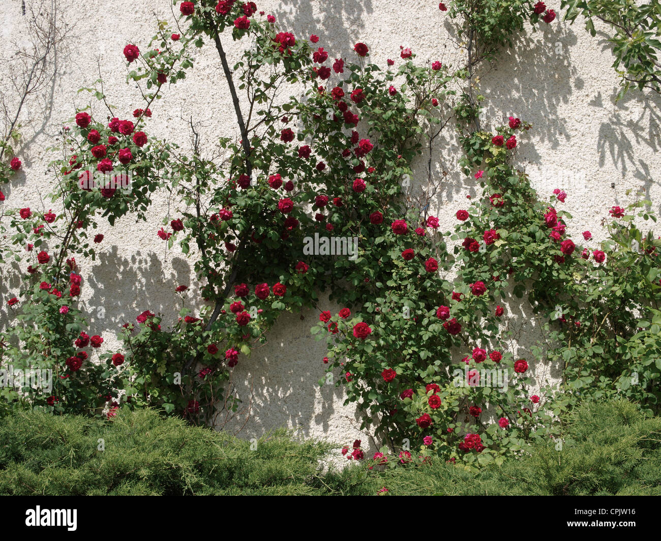 6+ Flower In Wall