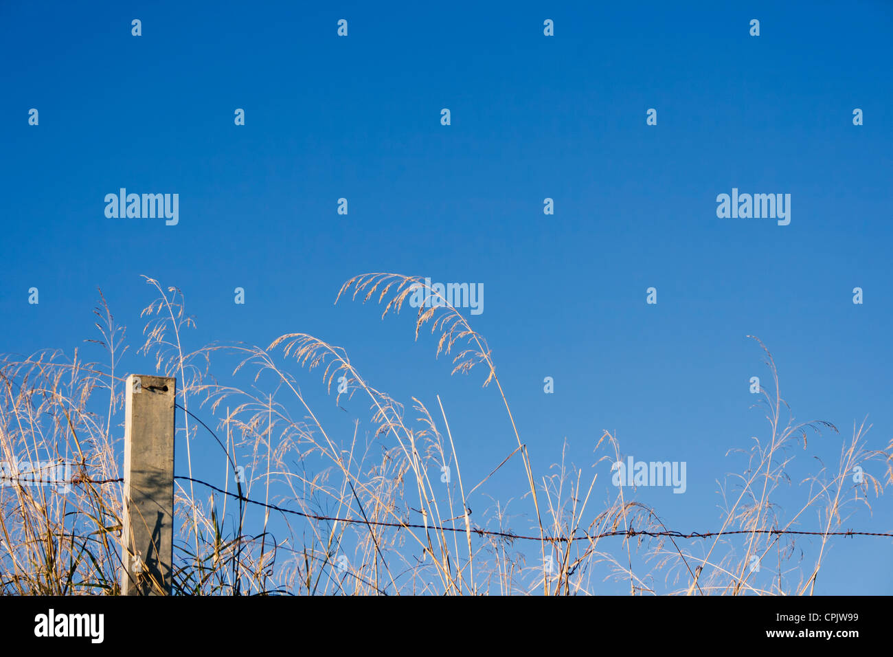 Grass blowing behind barbed wire fence against blue sky. Stock Photo