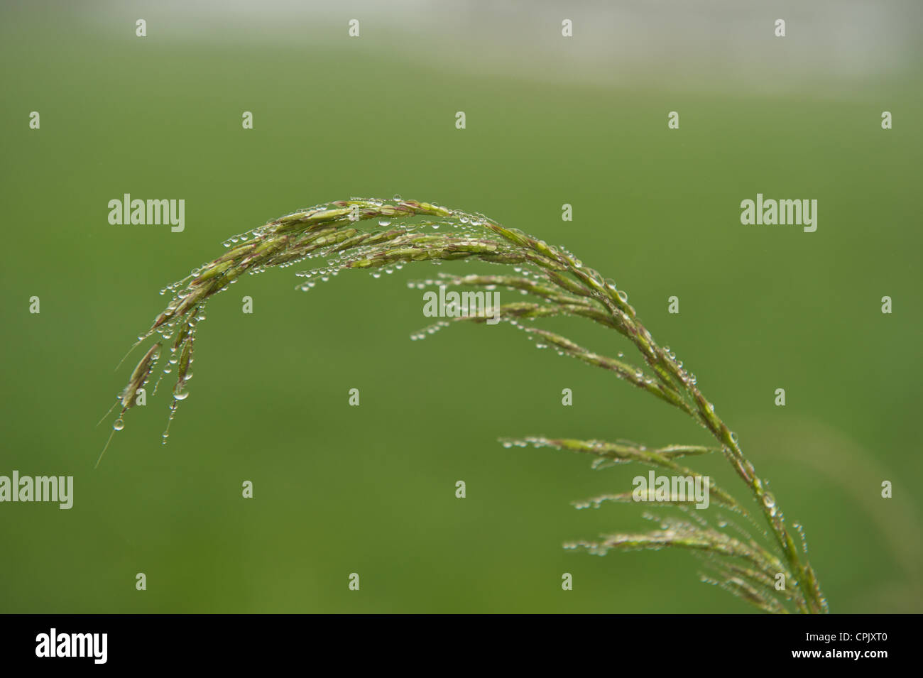 Grass with dew drops. The grass is ebnt by the weight of the dew drops Stock Photo