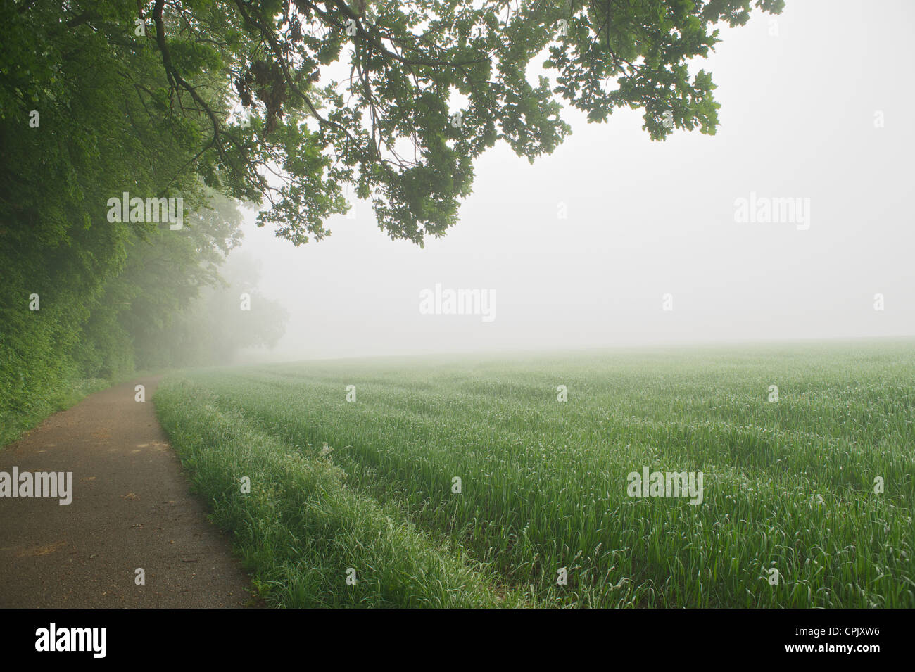 Path alongside a forest fogged out. to the right a wheat field Stock Photo