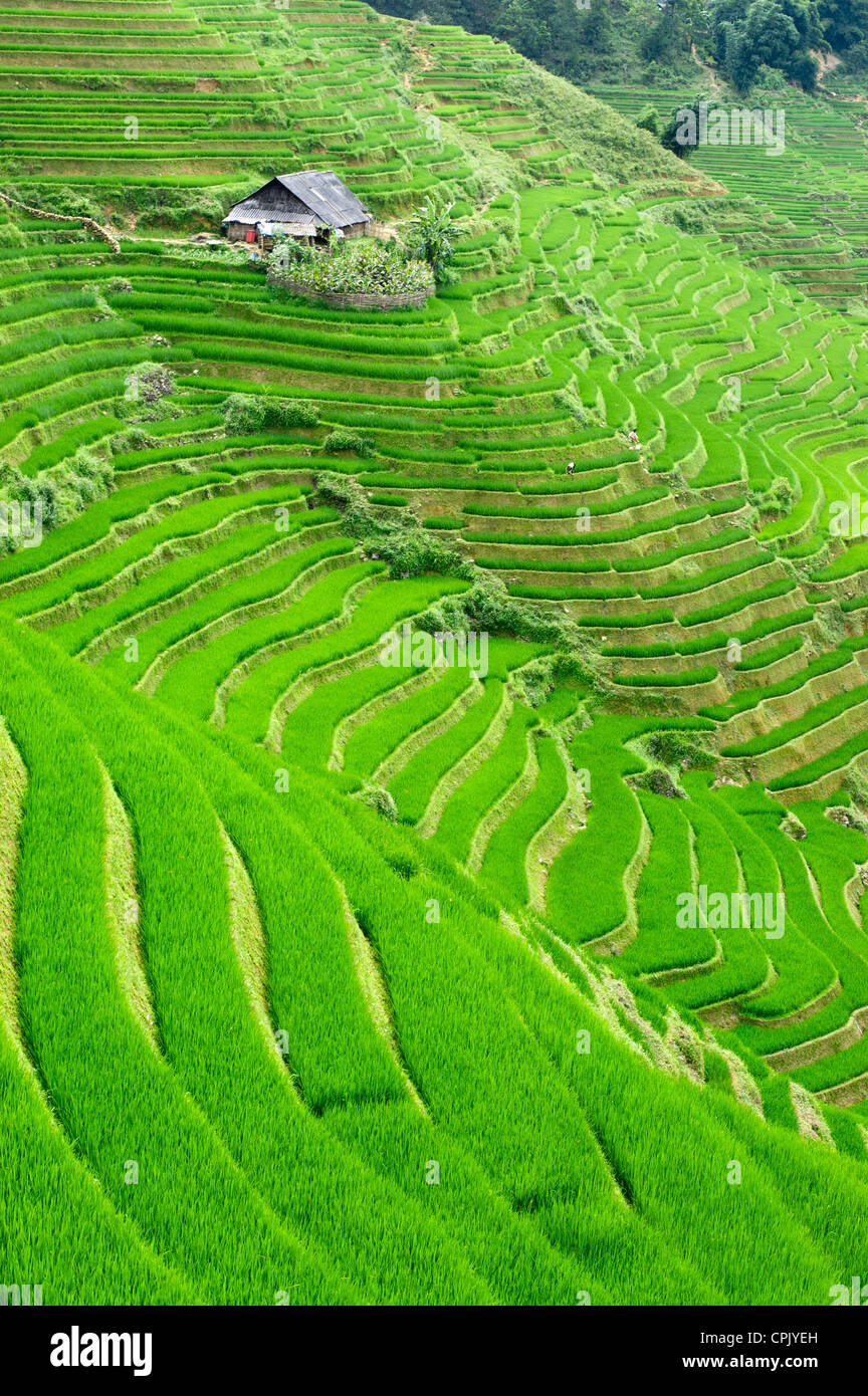 Terraced Rice Farm Hi-res Stock Photography And Images - Alamy